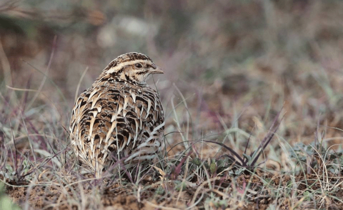Rain Quail by Gururaj Moorching - La Paz Group