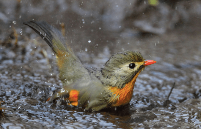 Red-billed Leiothrix by Gururaj Moorching - La Paz Group