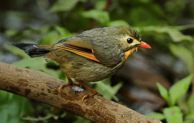 Red-billed Leiothrix by Gururaj Moorching - La Paz Group