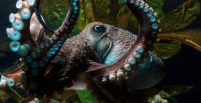 Riederer-Inky-the-Octopus-290x149-1461702146