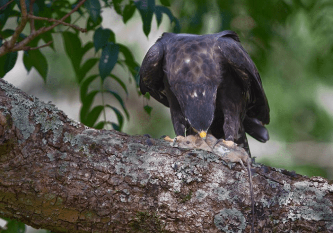 Black Eagle by Gururaj Moorching - La Paz Group