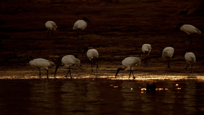Black-headed Ibis by Brinda Suresh - La Paz Group