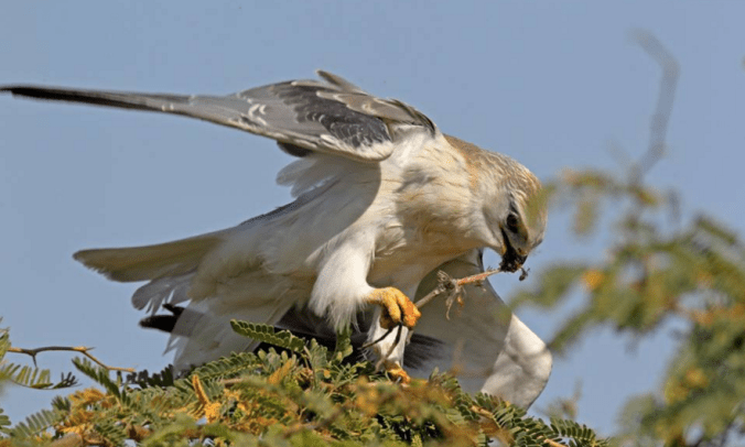 Black Shouldered Kite by Gururaj Moorching - La Paz Group