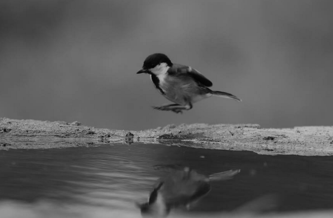 Grey Tit by Gururaj Moorching - La Paz Group