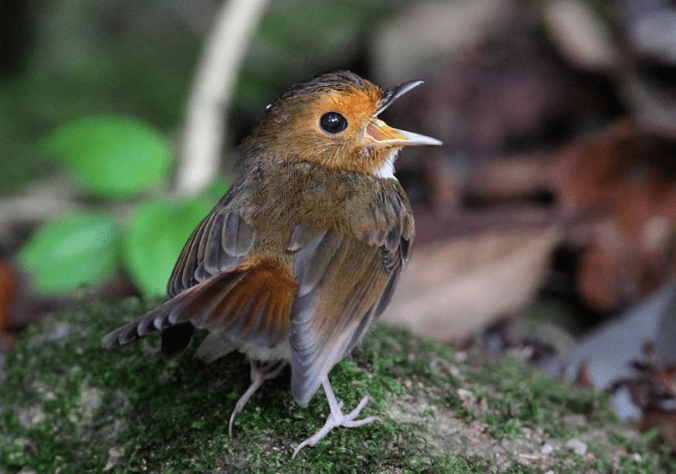 Rufous-browed Flycatcher by Gururaj Moorching - La Paz Group