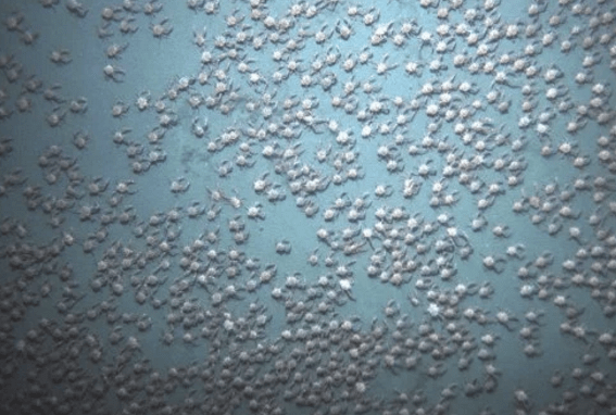 A swarm of crabs found off the Pacific coast of Panama. Jesus G. Pineda/Woods Hole Oceanographic Institution
