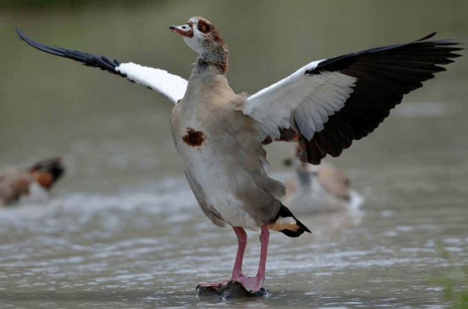 Egyptian Goose by Sudhir Shivaram - La Paz Group