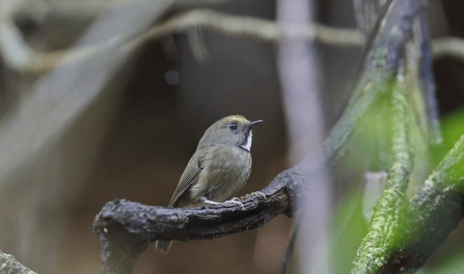 White-gorgeted Flycatcher by Gururaj Moorching - La Paz Group