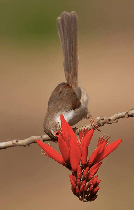 Yellow-eyed Babbler by Gururaj Moorching - La Paz Group