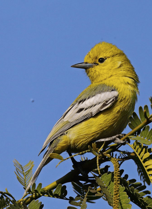 Marshall's Iora by Gururaj Moorching - La Paz Group