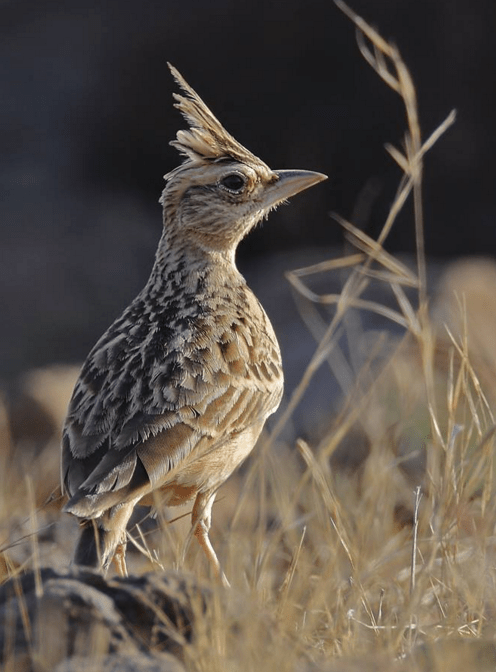Tawny Lark by Gururaj Moorching - La Paz Group