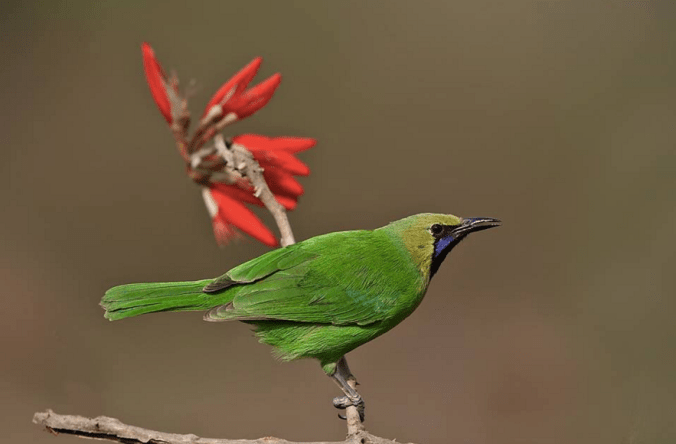 Jerdon's Leafbird by Gururaj Moorching - La Paz Group