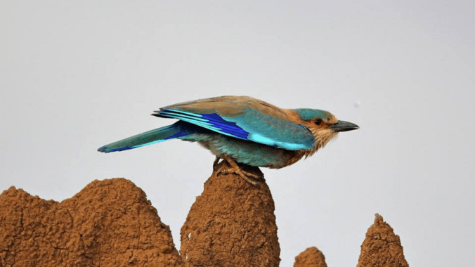 India Roller by Gururaj Moorching - La Paz Group
