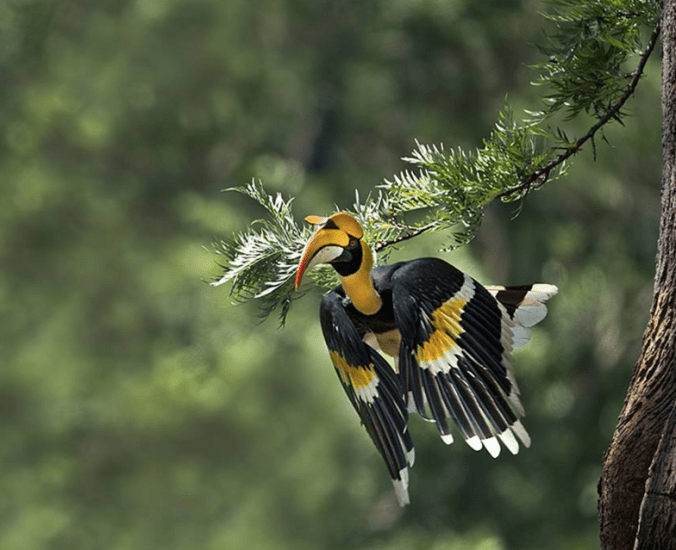 Great Indian Hornbill by Dr. Eash Hoskote - La Paz Group