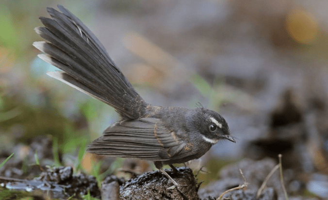 White-browed Fantail Flycatcher by Gururaj Moorching - La Paz Group