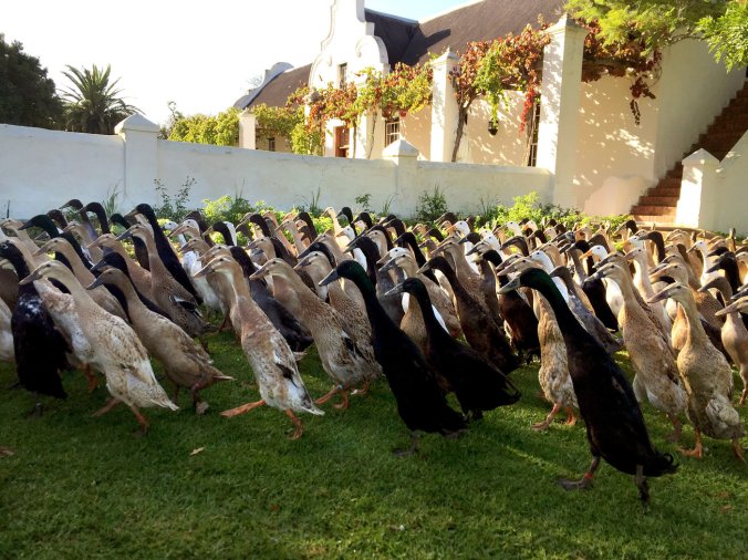 duck-parade_custom-581ea4c0b2ef8bc06e405fc310706495ca268162-s1400-c85