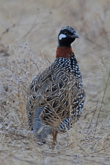 Black Francolin by Gururaj Moorching - La Paz Group