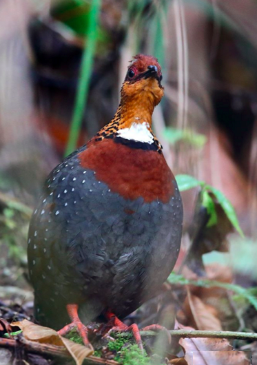 Chestnut-breasted Partridge by Gururaj Moorching - La Paz Group