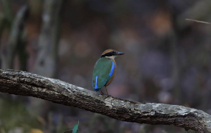 Mangrove Pitta by Gururaj Moorching - La Paz Group