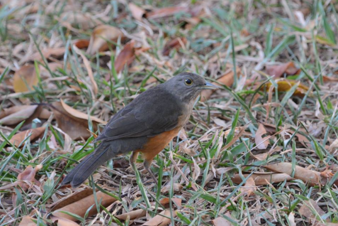 Rufous-bellied Thrush by Puneet Dhar - La Paz Group