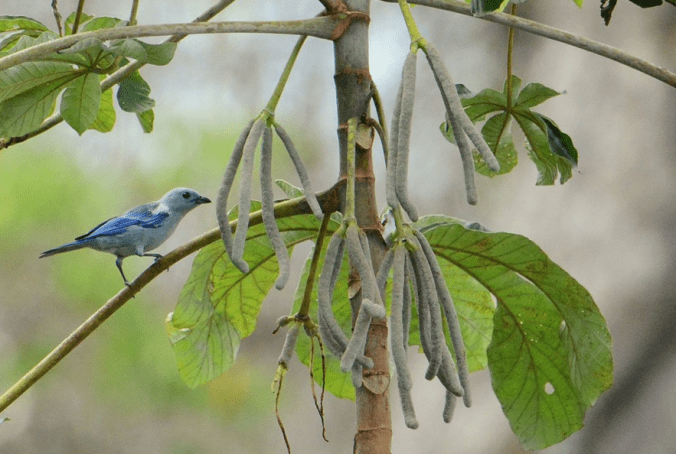 Blue-gray Tananger by Puneet Dhar - La Paz Group