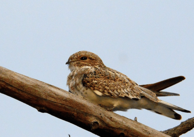Nightjar by Puneet Dhar - La Paz Group