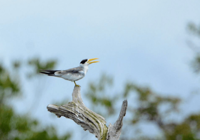  Large-billed Tern by Puneet Dhar - La Paz Group
