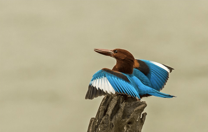 White-throated Kingfisher by Dr. Eash Hoskote - La Paz Group