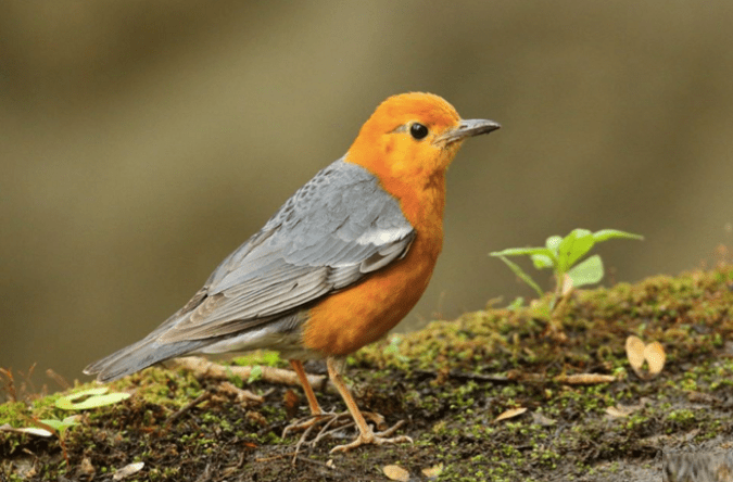 Orange-headed Thrush by Gururaj Moorching - La Paz Group 