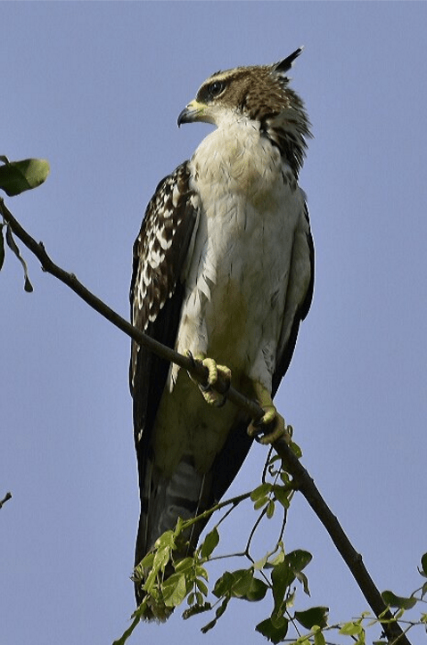 Oriental Honey Buzzard by Vijaykumar Thondaman - La Paz Group