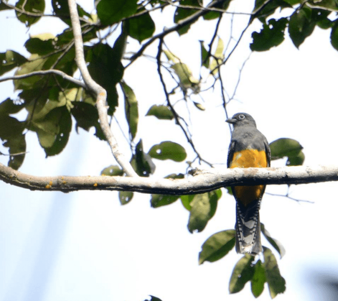 Gartered Trogon by Puneet Dhar - La Paz Group