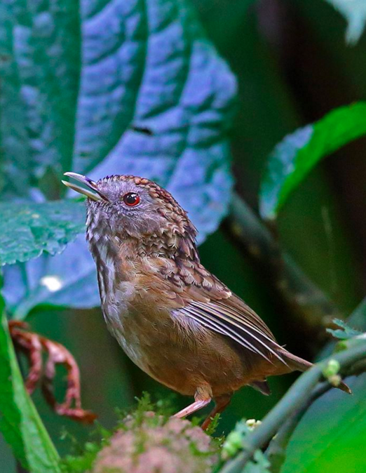 Streaked Wren-babbler by Gururaj Moorching - RAXA Collective