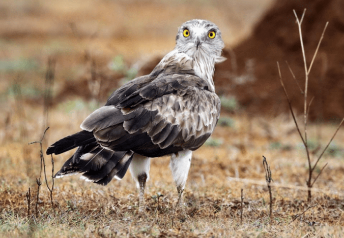 Short-toed Snake Eagle by Gururaj Moorching - La Paz Group