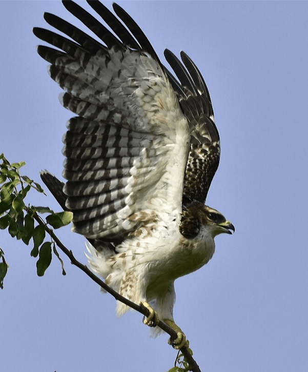 Oriental Honey Buzzard by Vijaykumar Thondaman - La Paz Group