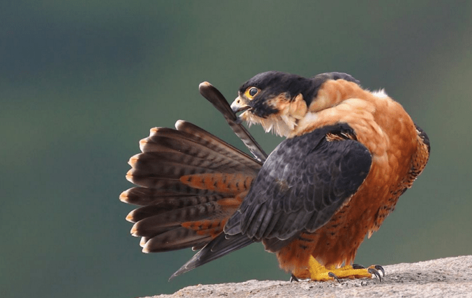 Shaheen Falcon by Gururaj Moorching - La Paz Group