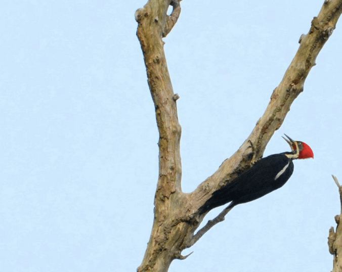 Woodpecker by Puneet Dhar - RAXA Collective