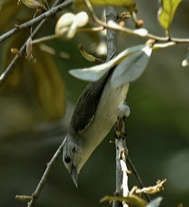 Nilgiri Flowerpecker by Vijaykumar Thondaman - La Paz Group