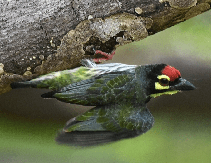 Coppersmith Barbet by Vijayjumar Thondaman - La Paz Group