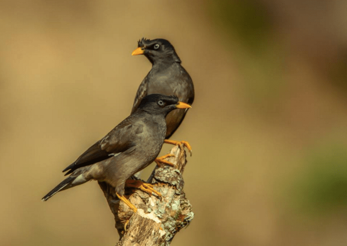 Jungle Mynas by Ramesh Desai - La Paz Group