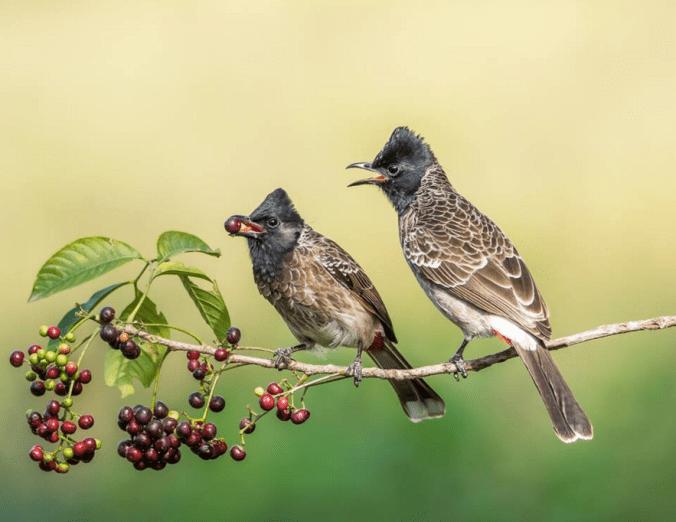 Red-vented Bulbuls by Ramesh Desai - La Paz Group