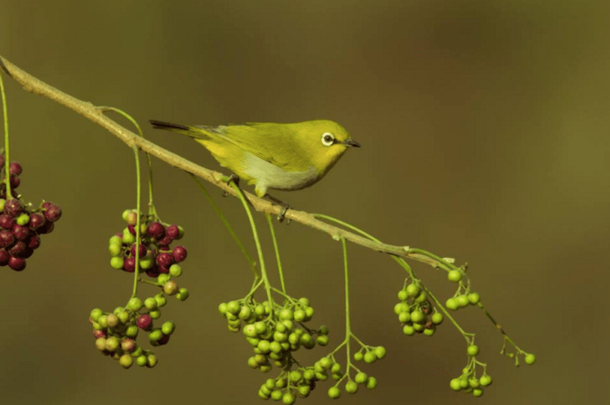 Oriental White-eye by Ramesh Desai - La Paz Group