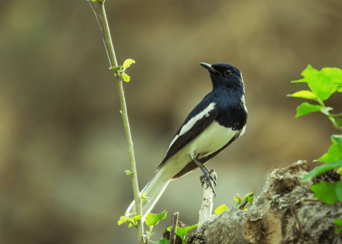 Oriental Magpie-robin by Ramesh Desai - La Paz Group