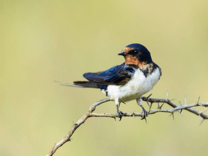 Barn Swallow by Ramesh Desai - La Paz Group