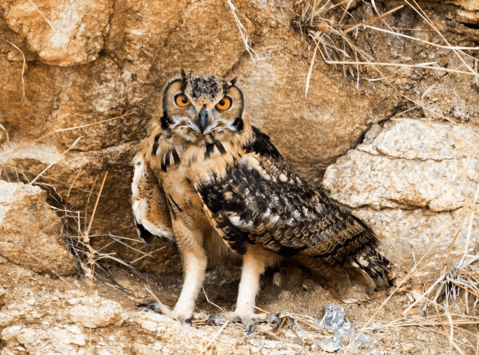 Eurasian Eagle-Owl by Ramesh Desai - La Paz Group