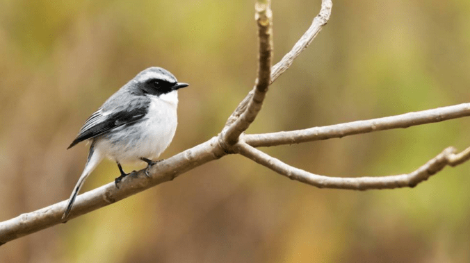 Grey Bushchat by Ramesh Desai - La Paz Group