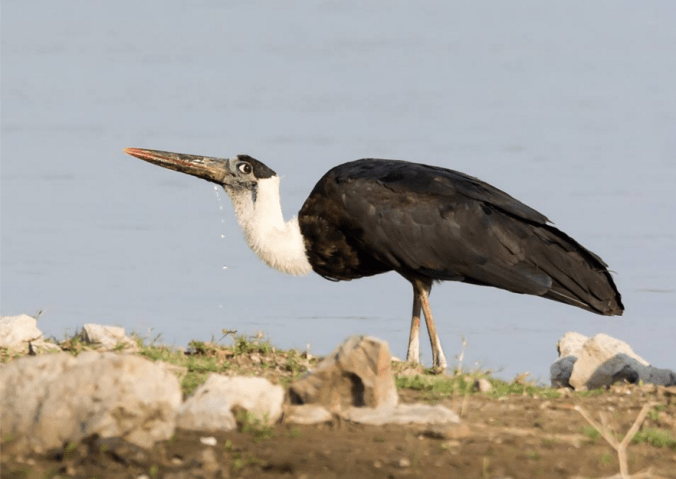 Woolly-necked Stork by Ramesh Desai - La Paz Group