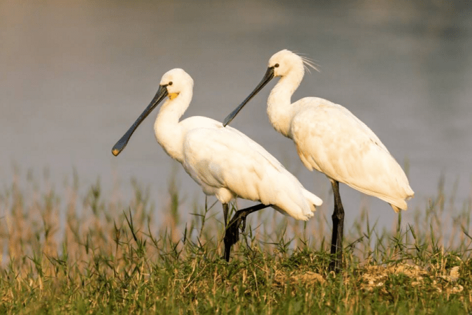 Eurasian Spoonbill Pair by Ramesh Desai - La Paz Group