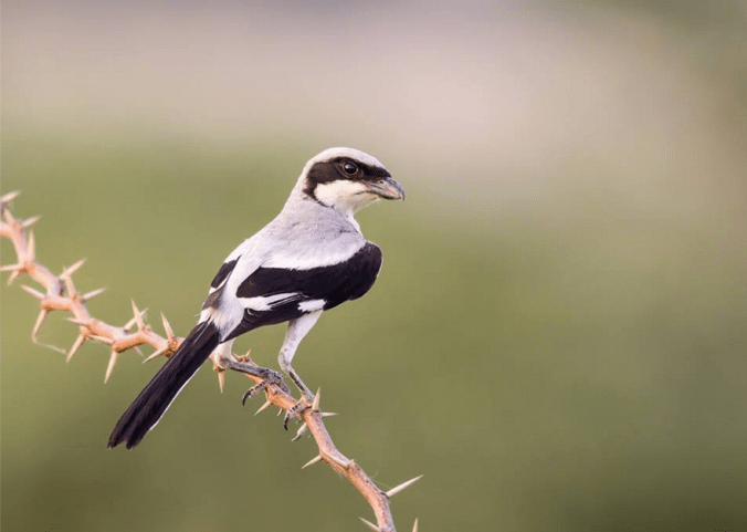 Southern Grey Shrike by Ramesh Desai - La Paz Group