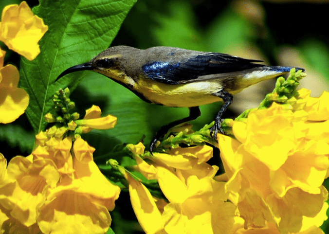 Purple-rumped Sunbird by Ramesh Desai - La Paz Group