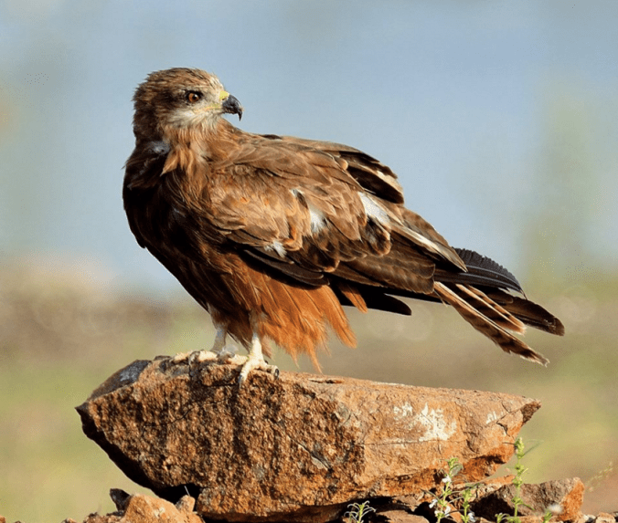 Black Kite by Ramesh Desai - La Paz Group